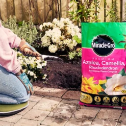Miracle Gro Premium Azalea, Camellia & Rhododendron Ericaceous Compost - 40L 9 Miracle Gro Premium Azalea, Camellia & Rhododendron Ericaceous Compost - 40L -Home Decor Shop 12882812 1004843671886080