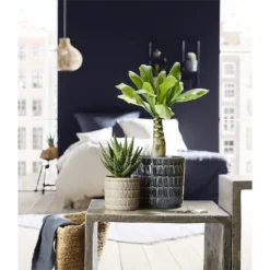 Scheurich Elna Yellow Ceramic Pot - 16cm -Home Decor Shop 12912158 1254845868136031