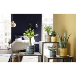 Scheurich Elna Yellow Ceramic Pot - 16cm -Home Decor Shop 12912158 7074845868108569