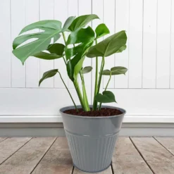 Ribbed Planter (3 Colour Mix) - 18cm 9 Ribbed Planter (3 Colour Mix) - 18cm -Home Decor Shop 13193953 1834933504482486