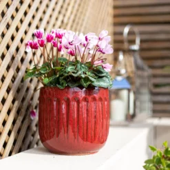 Chiswick Running Pot Red - 18cm 6 Chiswick Running Pot Red - 18cm -Home Decor Shop 13973651 1545011238600052